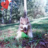 OFA & Embark - Carrot, a male Siberian Husky for sale in Anderson, SC – 4 of 10