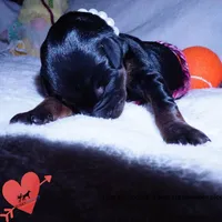 OFA & Embark Tested Parents, a female Doberman Pinscher for sale in Anderson, SC – 4 of 10