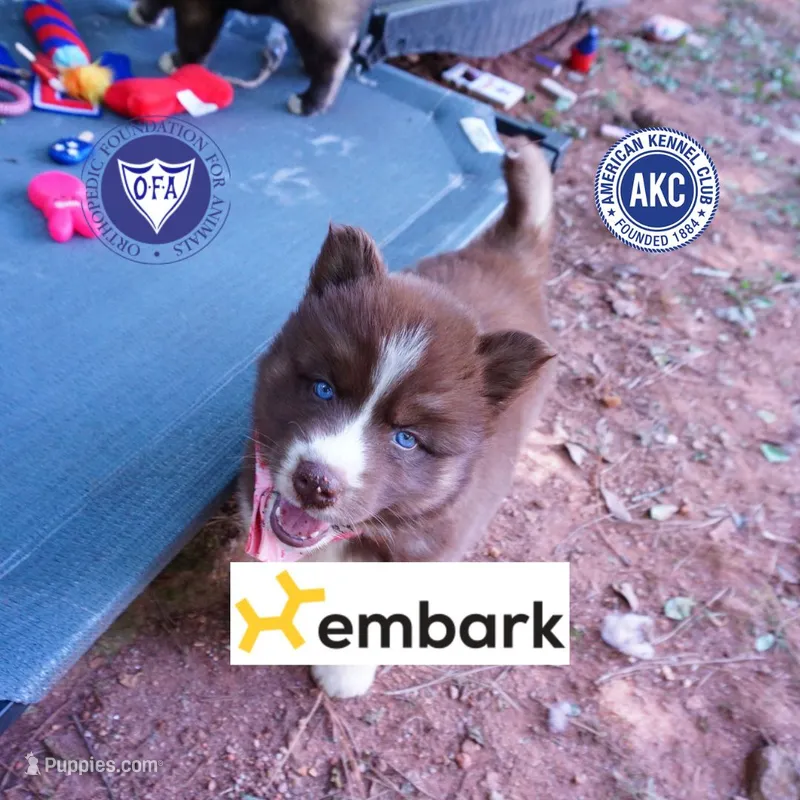 Embark & OFA Tested Parents – Siberian Husky puppy for sale in Anderson, SC