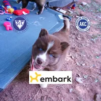 Embark & OFA Tested Parents, a male Siberian Husky for sale in Anderson, SC – 1 of 10