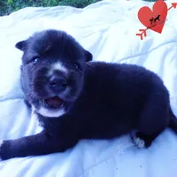 Agouti OFA, AKC, & Embark, a female Siberian Husky for sale in Anderson, SC – 6 of 10