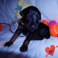 OFA & Embark Tested Parents, a female Doberman Pinscher for sale in Anderson, SC – 4 of 10