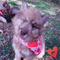 Amber Eyes Embark, OFA, AKC, a male Siberian Husky for sale in Anderson, SC – Photo 4 of 10