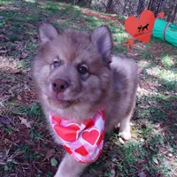 Amber Eyes Embark, OFA, AKC, a male Siberian Husky for sale in Anderson, SC – Photo 7 of 10