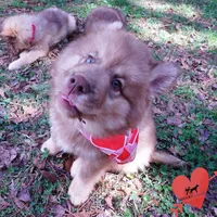 Amber Eyes Embark, OFA, AKC, a male Siberian Husky for sale in Anderson, SC – Photo 6 of 10