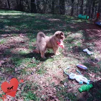 Amber Eyes Embark, OFA, AKC, a male Siberian Husky for sale in Anderson, SC – Photo 8 of 10