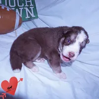 AKC & OFA Poseidon, a male Siberian Husky for sale in Anderson, SC – 8 of 10
