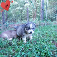OFA & Embark Tested Parents - Usopp, a male Siberian Husky for sale in Anderson, SC – 7 of 10