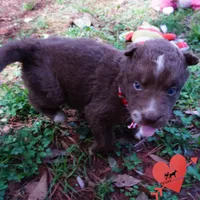 AKC Solid Brown OFA, a female Siberian Husky for sale in Anderson, SC – Photo 2 of 10