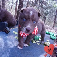 AKC Solid Brown OFA, a female Siberian Husky for sale in Anderson, SC – Photo 5 of 10