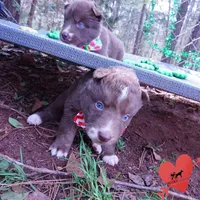 AKC Solid Brown OFA, a female Siberian Husky for sale in Anderson, SC – Photo 7 of 10