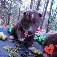 AKC Solid Brown OFA, a female Siberian Husky for sale in Anderson, SC – Photo 8 of 10
