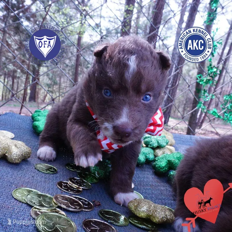 AKC Solid Brown OFA – Siberian Husky puppy for sale in Anderson, SC