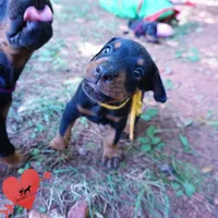 AKC Euro OFA & Embark - Huu, a male Doberman Pinscher for sale in Anderson, SC – 6 of 10