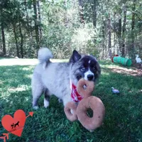 AKC Agouti OFA & Embark, a female Siberian Husky for sale in Anderson, SC – 2 of 10