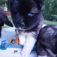 AKC Agouti OFA & Embark, a male Siberian Husky for sale in Anderson, SC – 2 of 10