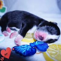Iceman - Black/white, a male Siberian Husky for sale in Anderson, SC – 3 of 10