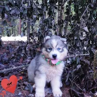 OFA & Embark Tested Parents - Usopp, a male Siberian Husky for sale in Anderson, SC – 7 of 10