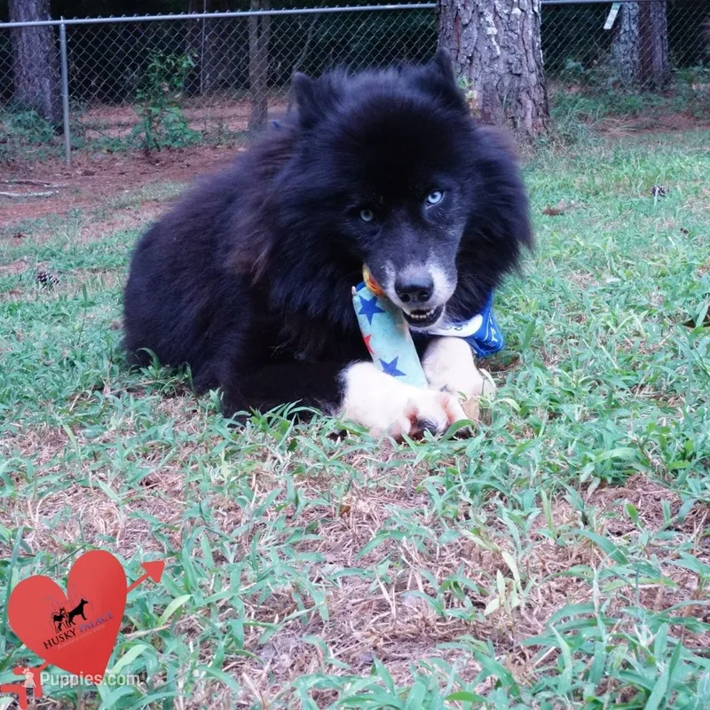 AKC Solid Black Trained – Siberian Husky puppy for sale in Anderson, SC