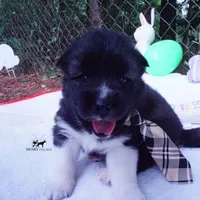 AKC Agouti OFA & Embark, a male Siberian Husky for sale in Anderson, SC – 5 of 10
