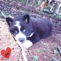 Phoenix - AKC, a female Siberian Husky for sale in Anderson, SC – 7 of 10