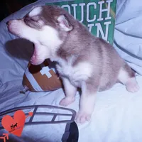 OFA & AKC - Hades, a male Siberian Husky for sale in Anderson, SC – 6 of 10