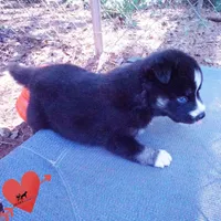 Health Tested Parents - Cyclops, a male Siberian Husky for sale in Anderson, SC – 4 of 10