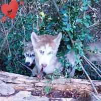 AKC OFA Red/white, a male Siberian Husky for sale in Anderson, SC – 4 of 10