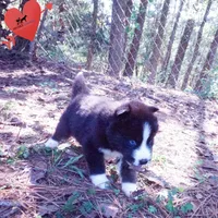 Iceman - Black/white, a male Siberian Husky for sale in Anderson, SC – 3 of 10