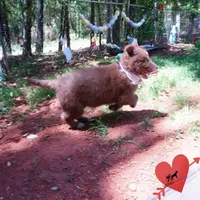 AKC Solid Brown OFA, a female Siberian Husky for sale in Anderson, SC – 7 of 10