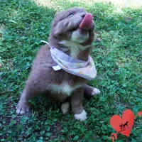 AKC Solid Brown OFA, a female Siberian Husky for sale in Anderson, SC – 4 of 10