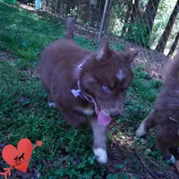 AKC Solid Brown OFA, a female Siberian Husky for sale in Anderson, SC – 5 of 10