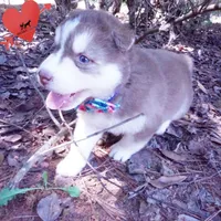 OFA & AKC Red/white, a male Siberian Husky for sale in Anderson, SC – 3 of 10