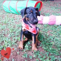 Ear cropped - Full Euro, a female Doberman Pinscher for sale in Anderson, SC – 8 of 10