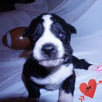 Phoenix - Ready late October, a female Siberian Husky for sale in Anderson, SC – 3 of 10