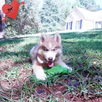 OFA & Embark - Carrot, a male Siberian Husky for sale in Anderson, SC – 9 of 10