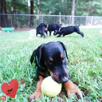 Ear cropped AKC Euro OFA & Embark, a male Doberman Pinscher for sale in Anderson, SC – 8 of 10