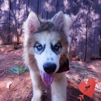 OFA & Embark Tested Parents, a female Siberian Husky for sale in Anderson, SC – 2 of 10