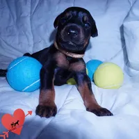 AKC Euro OFA & Embark - Hahn, a male Doberman Pinscher for sale in Anderson, SC – 4 of 10