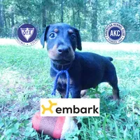 AKC Euro OFA & Embark - Sokka, a male Doberman Pinscher for sale in Anderson, SC – 1 of 10