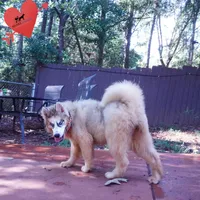 OFA & Embark Tested Parents, a female Siberian Husky for sale in Anderson, SC – 9 of 10