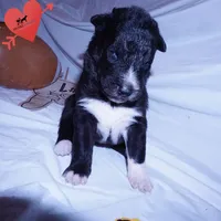 Solid Black - Rogue, a female Siberian Husky for sale in Anderson, SC – 7 of 10