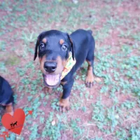 AKC Euro OFA & Embark - Huu, a male Doberman Pinscher for sale in Anderson, SC – 9 of 10