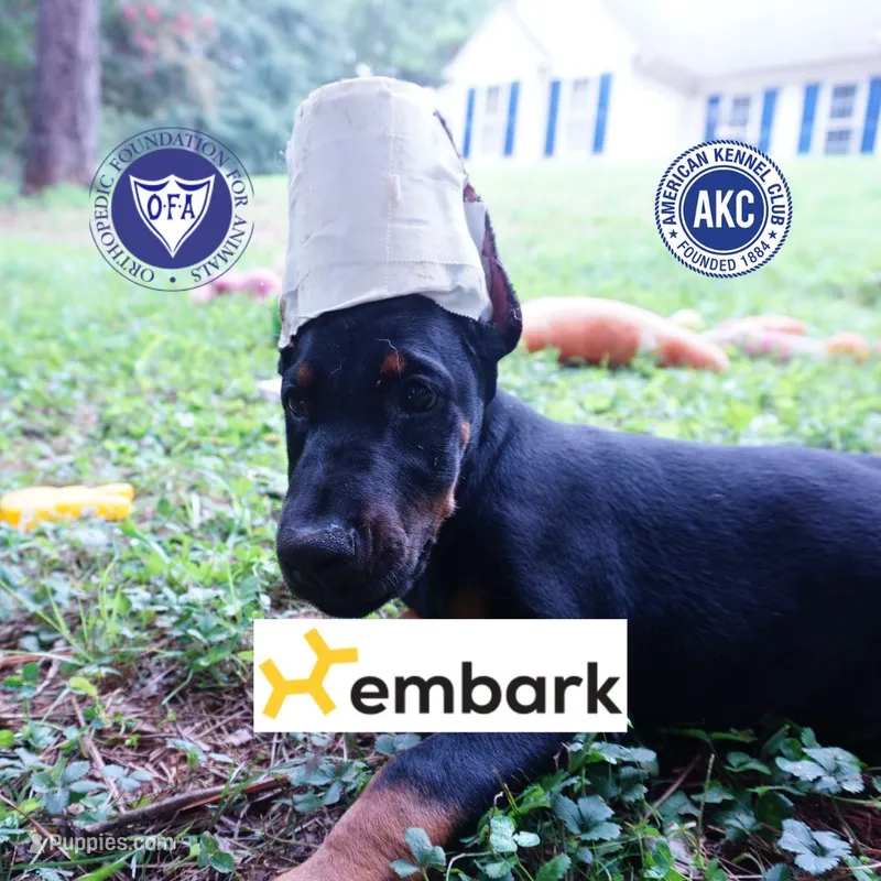 Ears Cropped - 100% Euro – Doberman Pinscher puppy for sale in Anderson, SC