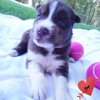 Embark & OFA Tested Parents, a male Siberian Husky for sale in Anderson, SC – 4 of 10