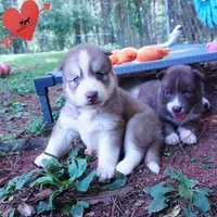 OFA & Embark - Carrot, a male Siberian Husky for sale in Anderson, SC – 2 of 10