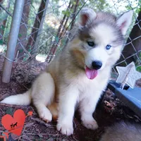 AKC OFA Embark Parents, a male Siberian Husky for sale in Anderson, SC – 9 of 10