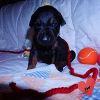 Champion & Full Euro AKC - Kora, a female Doberman Pinscher for sale in Anderson, SC – 4 of 10