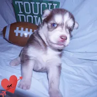 Red/white Ready mid October, a female Siberian Husky for sale in Anderson, SC – 2 of 10