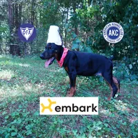 Ear cropped - Full Euro, a female Doberman Pinscher for sale in Anderson, SC – 1 of 10